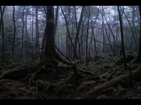 EXPLORING Suicide Forest Aokigahara, Japan ( 青木ヶ原 )