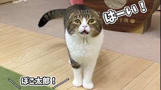 名前を呼ぶとお返事してくれるようになった親子猫がこちらです！