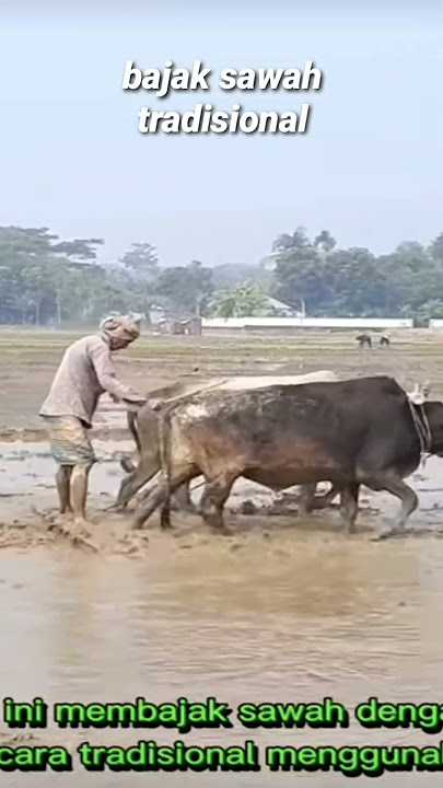 BAJAK SAWAH JAMAN DULU#PETANIINDONESIA#HASILPERTANIAN#PETANIMODERN#SHORTS
