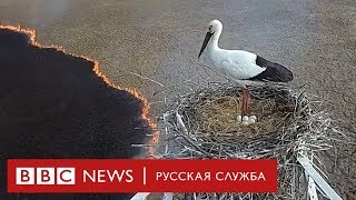 Аисты и страсти: как защитники животных спасают птиц от пожаров Аисты и страсти: как защитники животных спасают птиц от пожаров