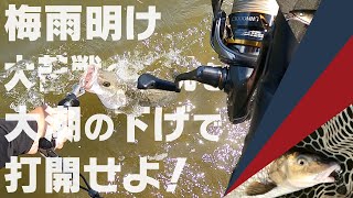 【シーバス】梅雨明け大苦戦の状況を大潮の下げで打開せよ！ 多彩なゲストも登場！