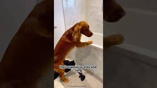 Er Spaniel 101 Under 60 Seconds