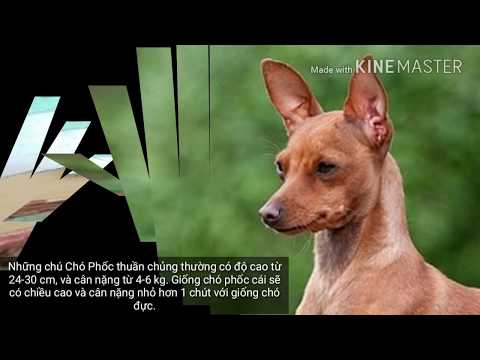 Chó Phốc (Miniature Pinscher) - Một vài thông tin giới thiệu về chúng.