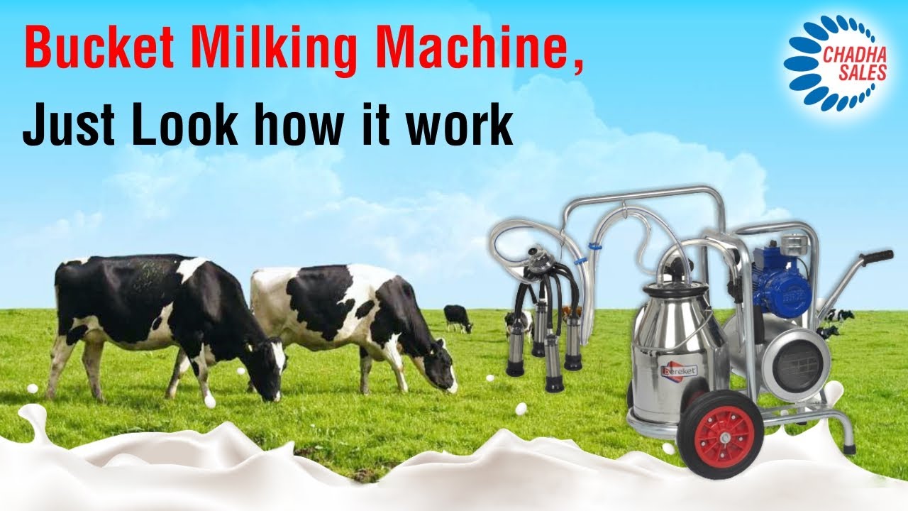 milk nikalne ki machine. Bucket Milking Machine. YouTube