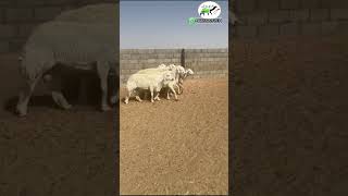 ضان حريات حرش صنف فواخر  عددها 400 )) 0534033842 #animal #camel #sheep