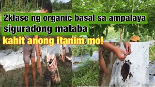 Dalawang Uri Ng Organic Basal Kailangan Sa Ampalaya Farming Siguradong Mataba