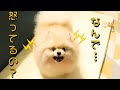 モチが怒ってしまいました・・・【ポメラニアン犬】