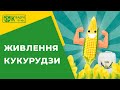 Кращий захист кукурудзи - її живлення. Тітон Кукурудза