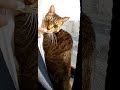 窓で日向ぼっこするキジトラきゃっちーさん 20181218 猫 Brown tabby Cat looking out the window