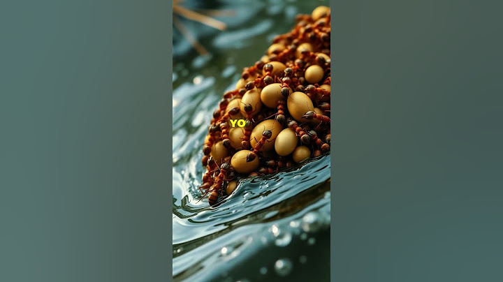 How Ant Colonies Evacuate During Floods 🤔
