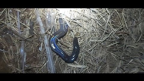 Bẫy Rắn Mối Về Cho Rắn Hổ Hành Ăn