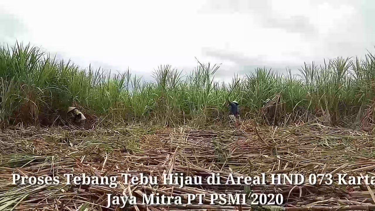 Proses Tebang Tebu Hijau di Perkebunan Mitra PT PSMI 2020