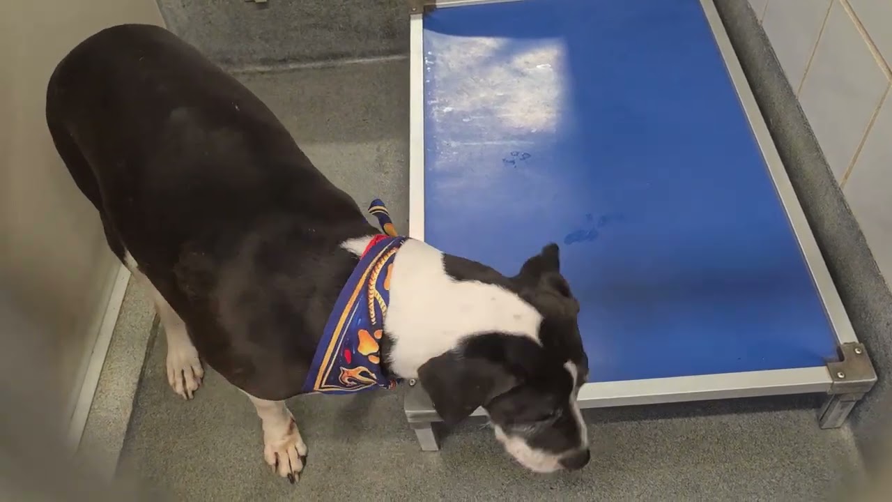 Acs A816856 - YouTube