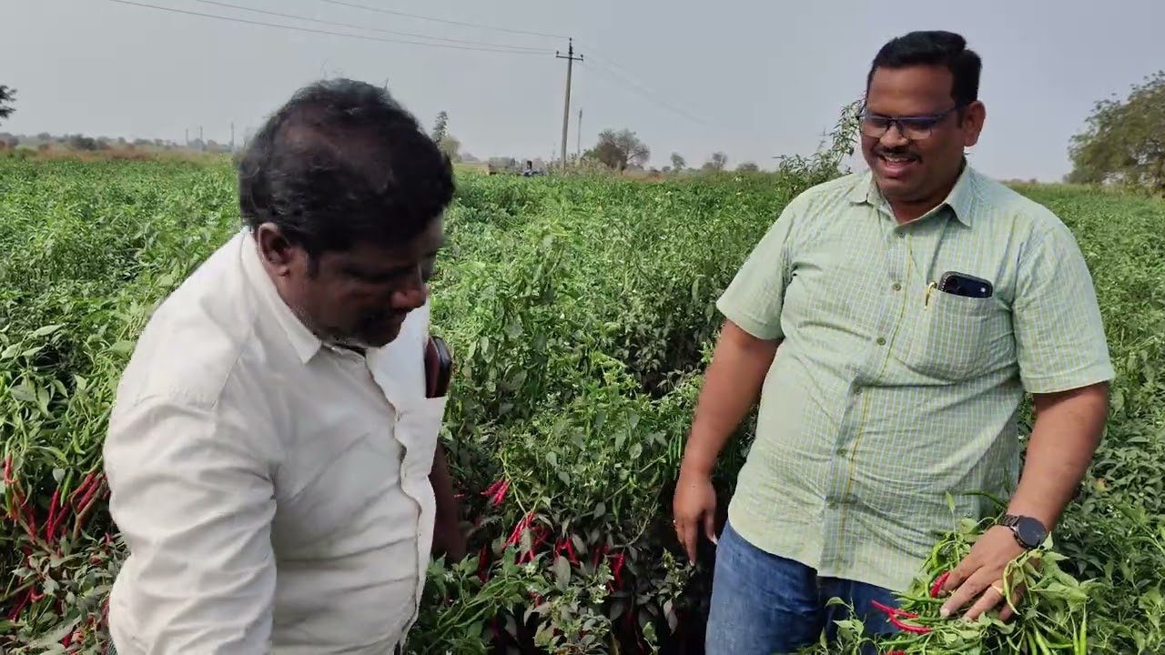 ఎకరం 40 క్వింటాళ్ళ  కాపు కాసిన సీత 177 తేజ 8143915281,9441915281