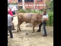 Boğa takla attırdı