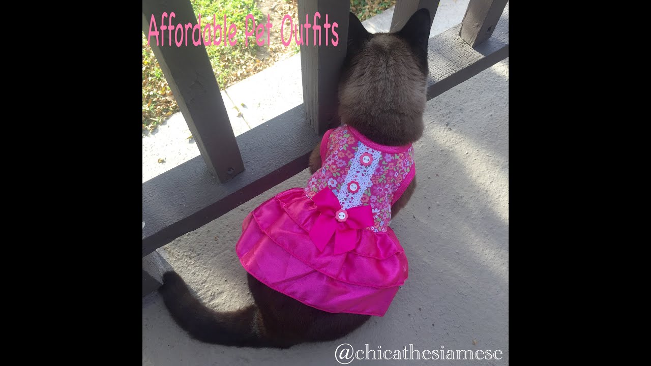 Affordable Pet Outfits