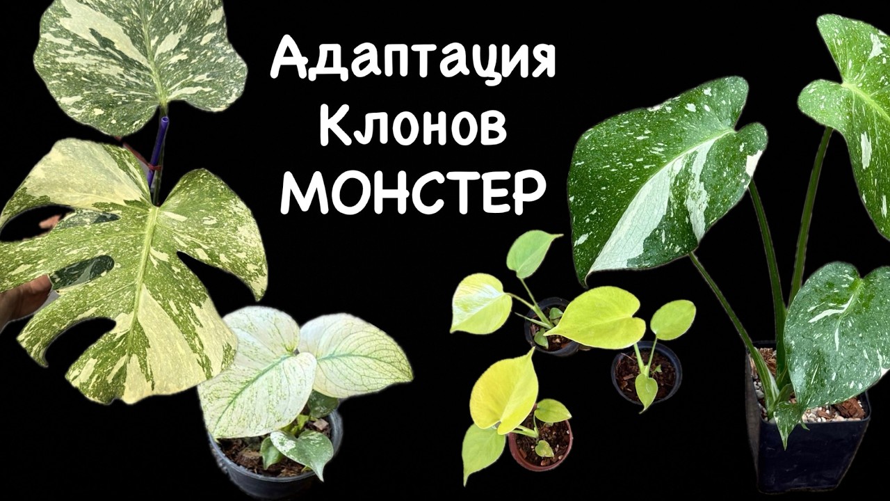 Клоны монстер