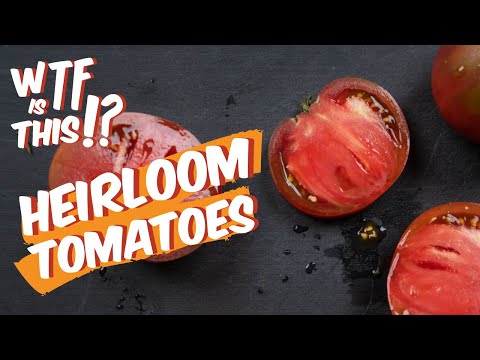 Video: Tomates Beefsteak Azoychka - Aprende a cultivar una planta de tomate Azoychka