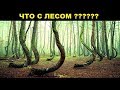 10 Самых Необычных Лесов в Мире