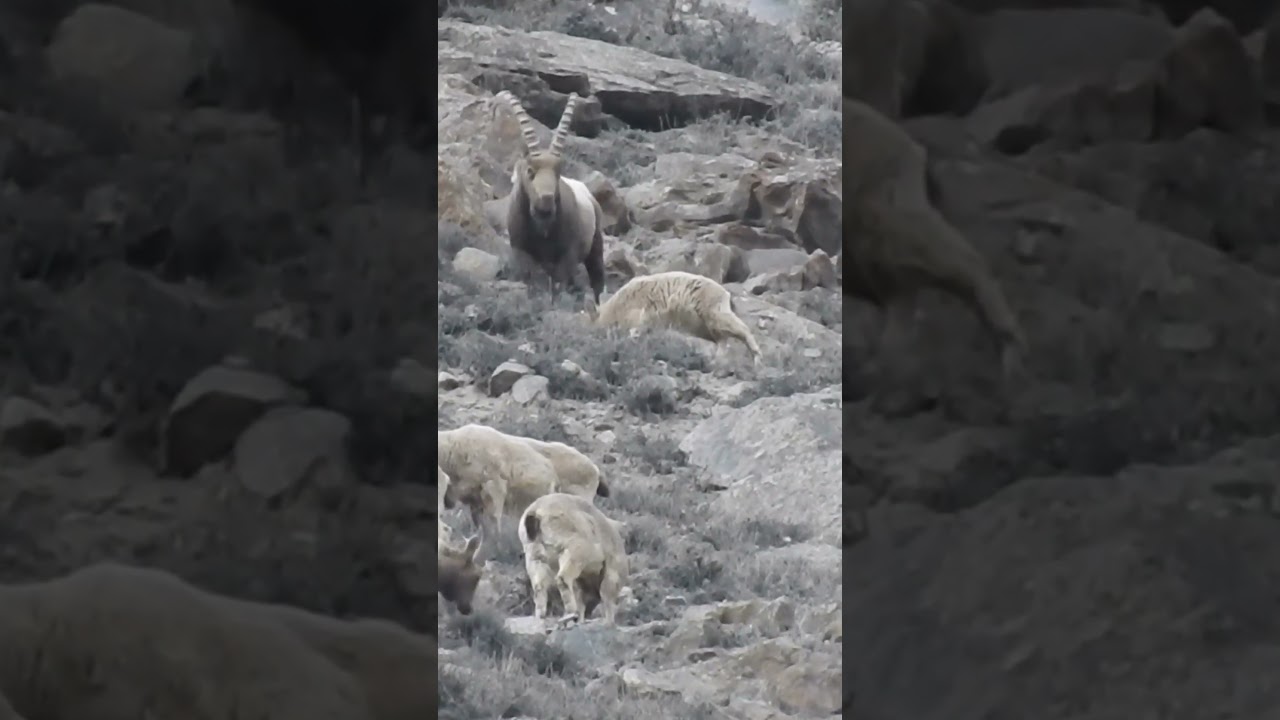 Himalayan Ibex with his Baby