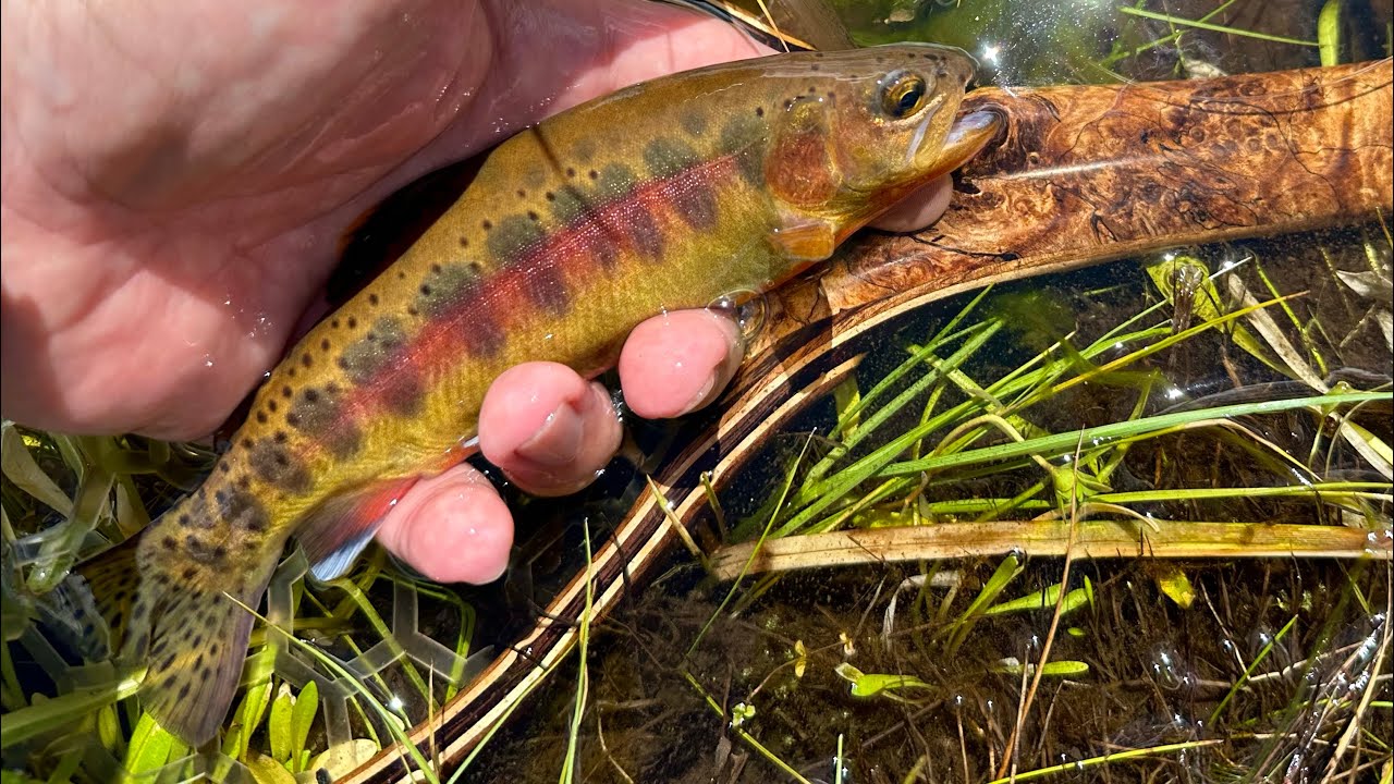 First Golden Trout fishing trip of 2023 YouTube