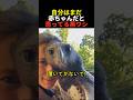 自分はまだ赤ちゃんだと思ってる黒ワシ