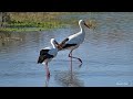 Les oiseaux de la Ria Formosa (4K)  -  Birds of Portugal (Algarve)
