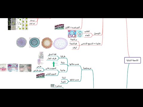 خريطة ذهنية لتقسيم و أنواع الأنسجة النباتية
