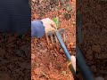 #Growing vegetable plants in new process for #vegetableshorts#