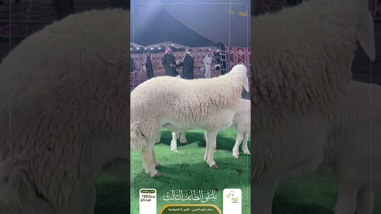 ملتقى الطائف الثالث ١