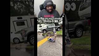 I can't believe this dog can skate better than me #viral #dogshorts #skills