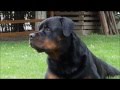 Rottweiler as a guardian