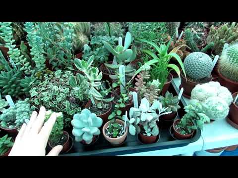 Tips On Watering Succulent Plants In The Winter