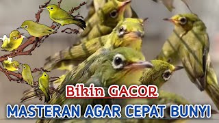 PALING CEPAT BIKIN ANAKAN KECIAL KUNING JADI GACOR ‼️CIAK CIAK JOSS RIBUT SUARA KECIAL KUNING