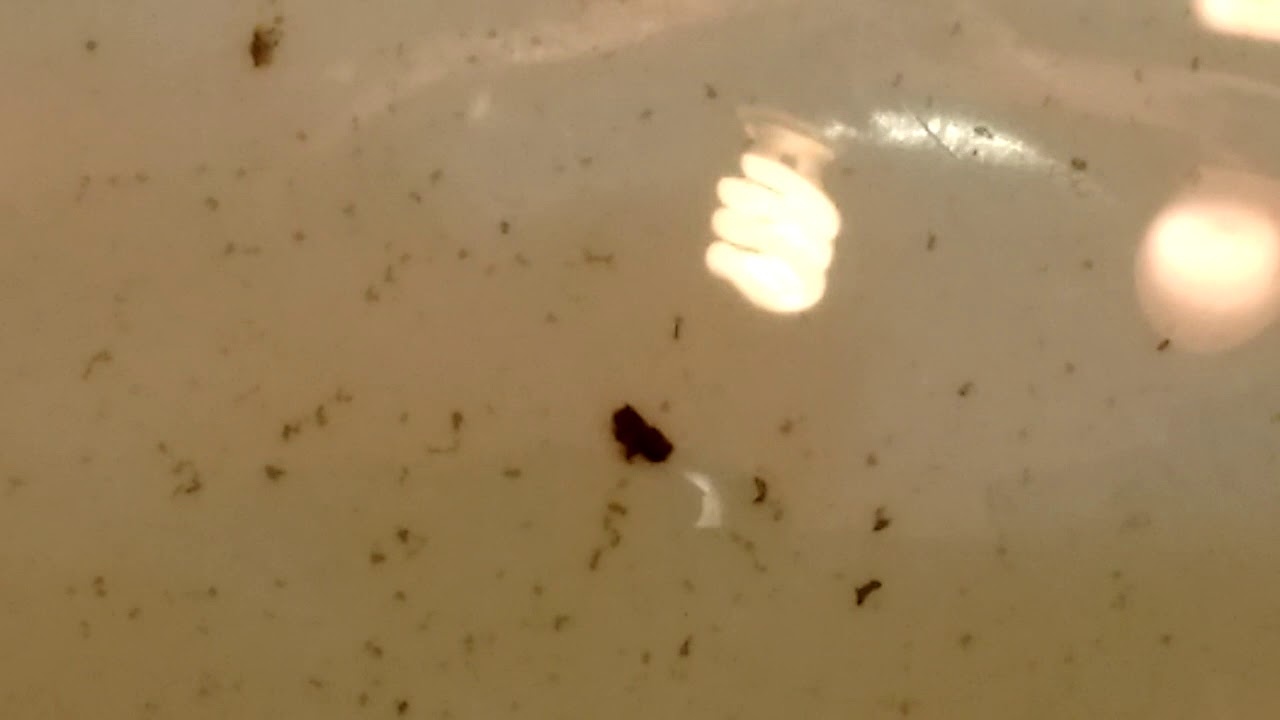 Aquarium Planaria parasites slugs and fast movers YouTube