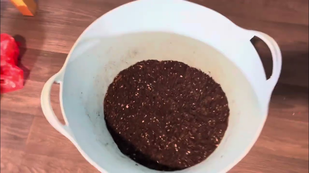 Дневник выращивания №1 Пересадка черенков