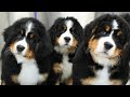 Tiny balls of serotonin  bernese mountain dog puppies