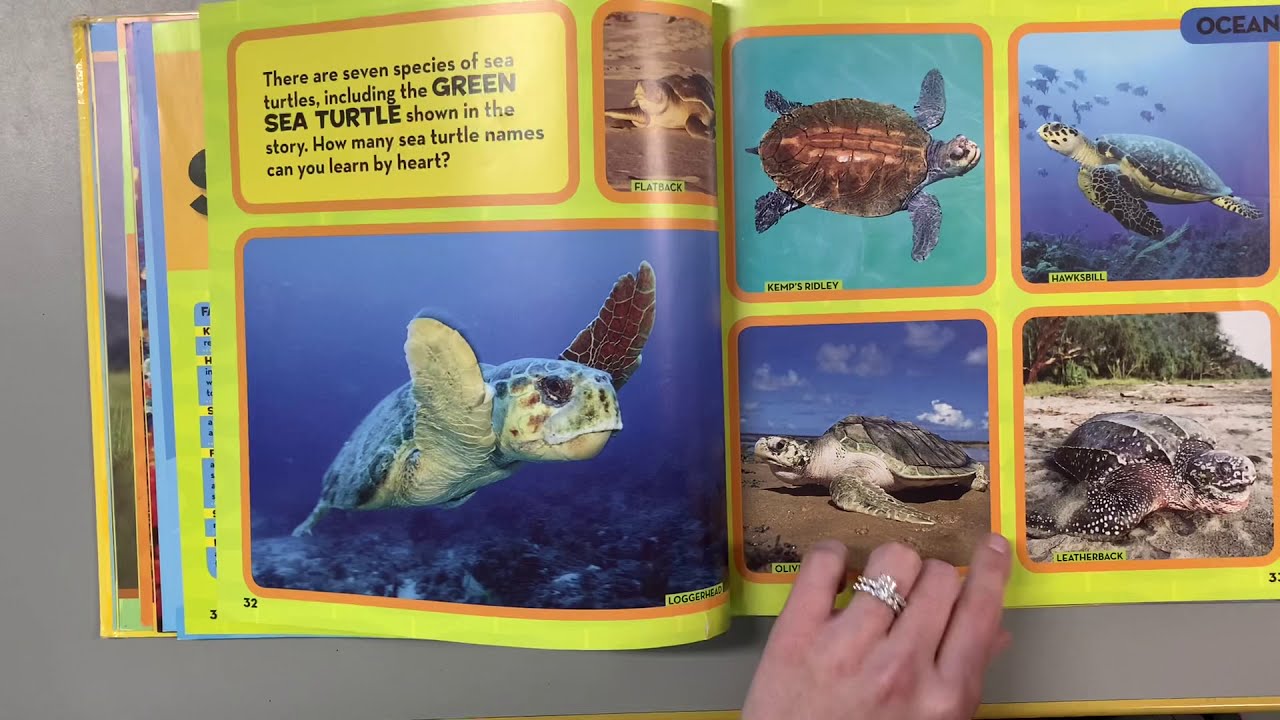 National Geographic Little Kids First Big Book of the Ocean - (National  Geographic Little Kids First Big Books) by Catherine D Hughes (Hardcover)