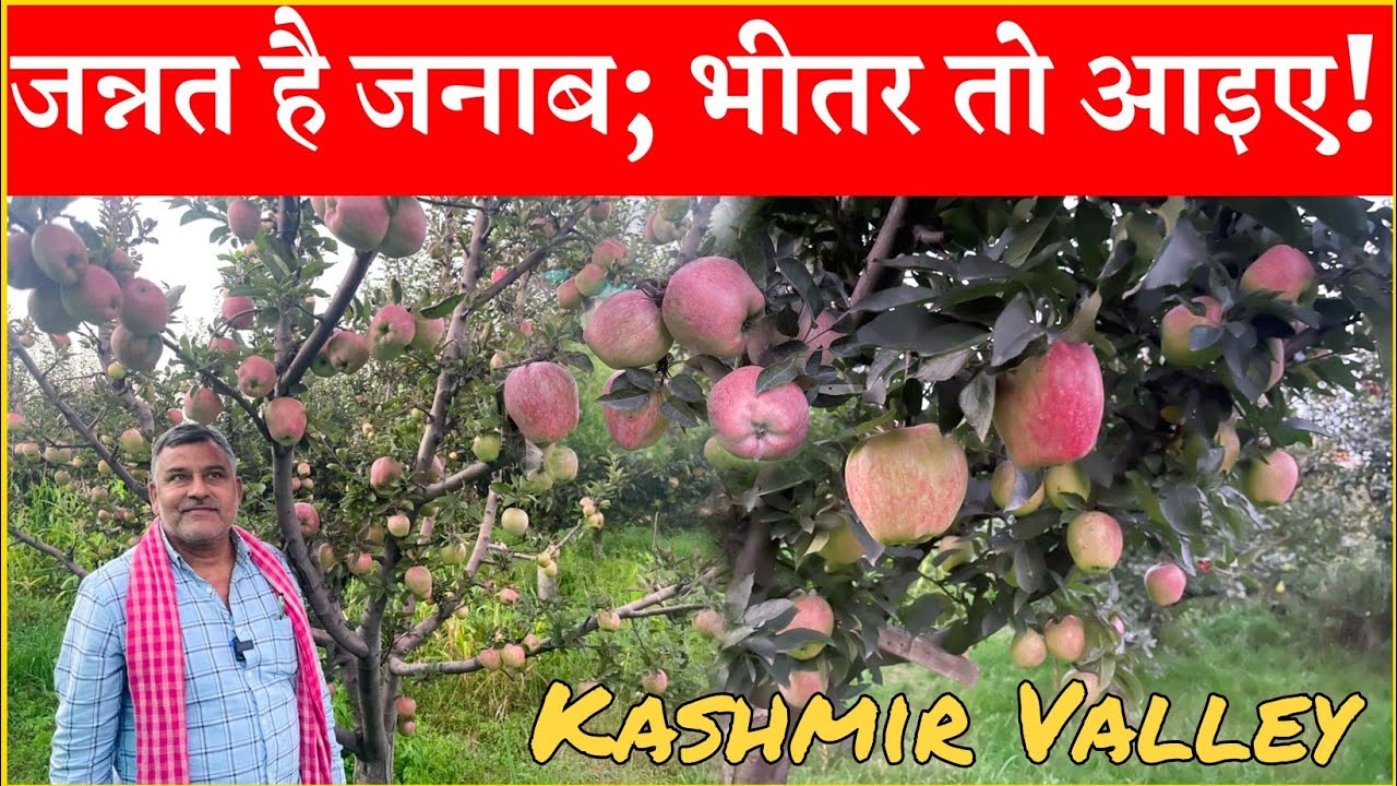 Sir there is heaven in the valleys of Kashmir Please come inside How are the apple orchards in Srinagar