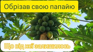 Зрубав свою Папайю бо вже витискає полікарбонат в теплиці.