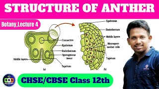 Structure Of Anther Class 12Th Lecture 4