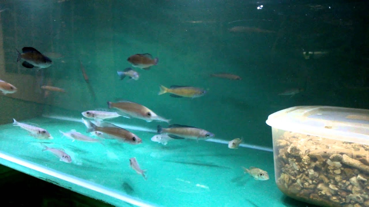 tropheus red rainbow Tank bred Tanganyikan cichlids stock tank#1