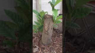 Growing a Big Loquat Tree from Air Layered Trunk of a Main Tree.