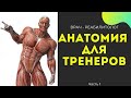 Лекция по анатомии для тренеров Часть 1 - Станислав Марочко (фитнес курсы)