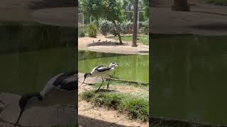 Wasit Wetland Sharjah 🦩🌿 | Hidden Nature Spot in UAE | Birds &amp; Wildlife Experience 🇦🇪 #dubai