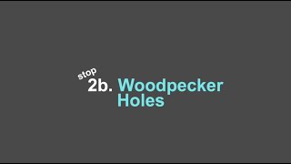 Stop 2B: Nature Walking Tour Whistler Museum -    Woodpecker Holes