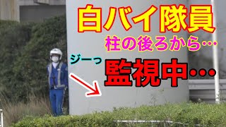 ひょっこり柱の影から一時停止違反を監視！思わず見つけて、かわいいって言ってしまいそう♡笑