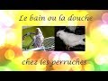 Soins le bain ou la douche pour perruches  comment quand combien de fois 