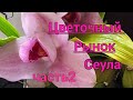 Цветочный  рынок  в Сеуле.Орхидеи.часть 2.