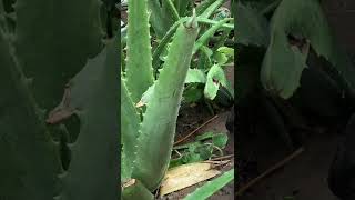 Aloe Vera plant നല്ലൊരുവളം Kattarvazhakk ugran valam